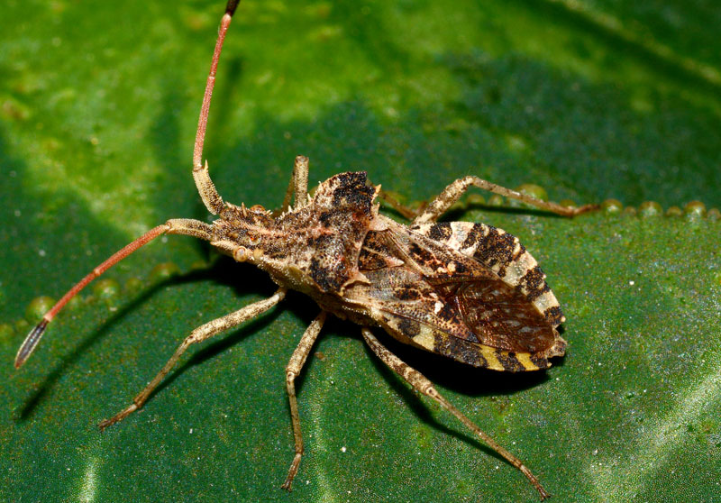 Coreidae: Centrocoris variegatus dell''Emilia (MO)